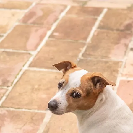 Pierre Blanche Le Calme A 5mn Du Centre Willa Nîmes